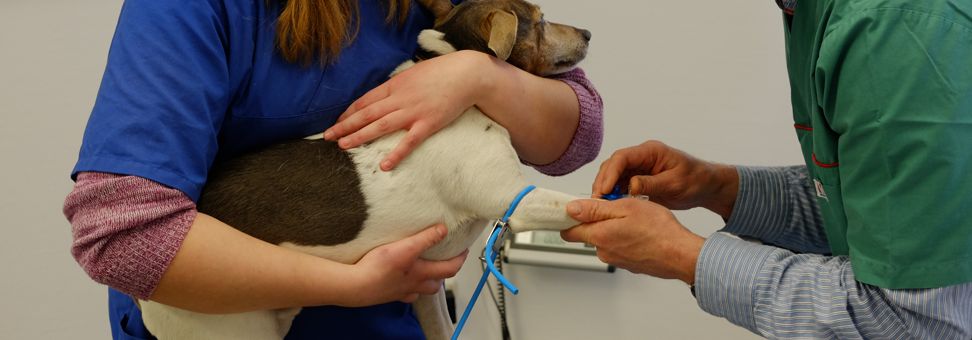 Kleintierpraxis Dr. Stefan Schmid - Tierarzt Landshut