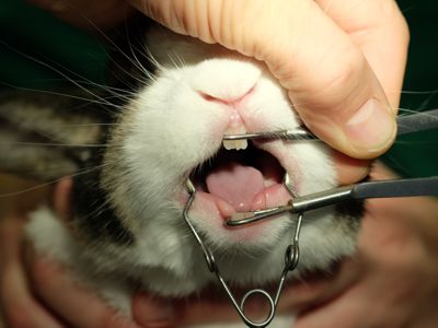 zahnbehandlung tierarzt landshut k